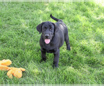 Small #2 Labrador Retriever