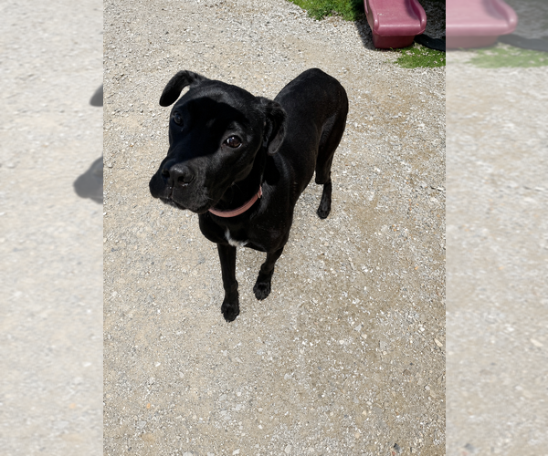 Medium Photo #6 Labrador Retriever-Unknown Mix Puppy For Sale in Evansville, IN, USA