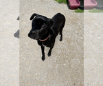 Small #5 Labrador Retriever Mix