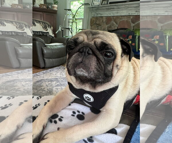 Medium Photo #3 Pug Puppy For Sale in Elizabeth City, NC, USA