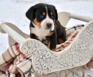 Greater Swiss Mountain Dog Puppy for sale in BELLEFONTE, PA, USA
