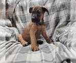 Small Photo #7 Belgian Malinois-Doberman Pinscher Mix Puppy For Sale in MILLBROOK, NY, USA
