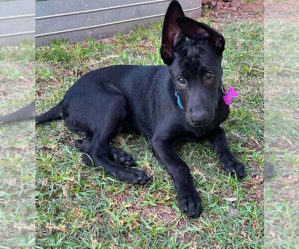Medium Photo #1 Mutt Puppy For Sale in Imlay City, MI, USA