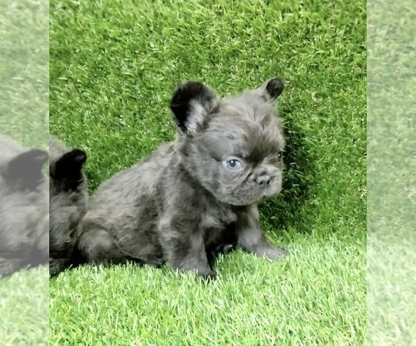 Medium Photo #5 French Bulldog Puppy For Sale in BATON ROUGE, LA, USA