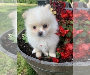 Pomeranian Puppy for sale in ELKTON, KY, USA