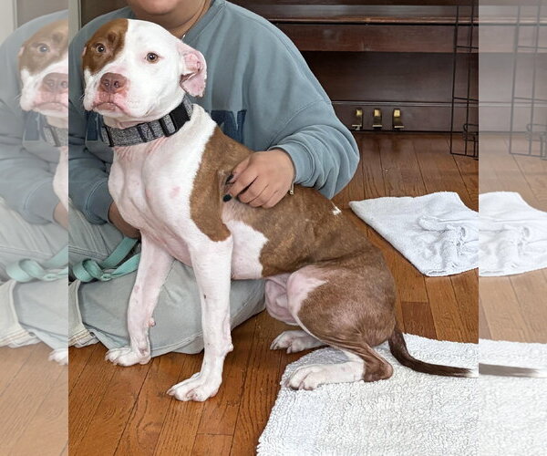 Medium Photo #4 Mutt Puppy For Sale in Tenafly, NJ, USA