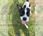 Small #2 Boston Terrier Mix