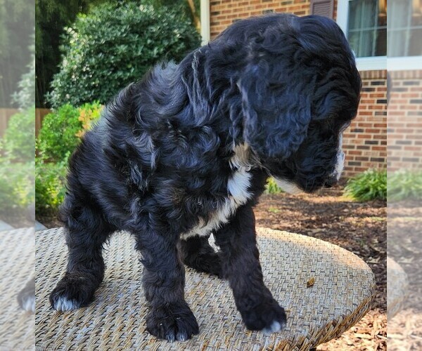 Medium Photo #10 F2 Aussiedoodle Puppy For Sale in COLUMBIA, TN, USA