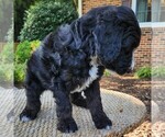 Small #9 F2 Aussiedoodle