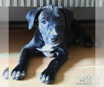 Small #3 Labrador Retriever Mix