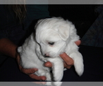 Small Photo #4 Coton de Tulear Puppy For Sale in COLUMBIA, MO, USA