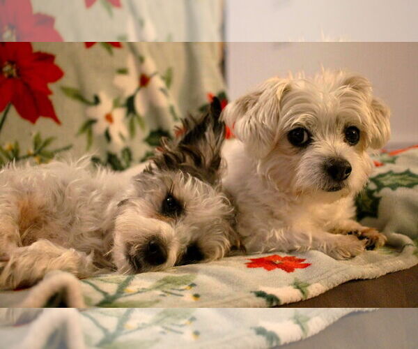 Medium Photo #15 Shih Tzu-Unknown Mix Puppy For Sale in Boonton, NJ, USA