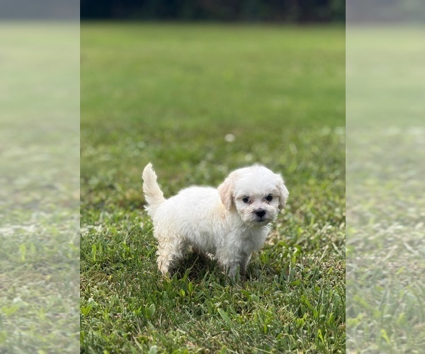 Medium Photo #2 Maltipoo (Miniature) Puppy For Sale in BROCKTON, MA, USA