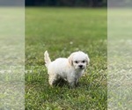 Small #1 Maltipoo (Miniature)