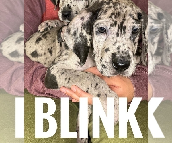 Medium Photo #8 Great Dane Puppy For Sale in COLUMBUS, OH, USA