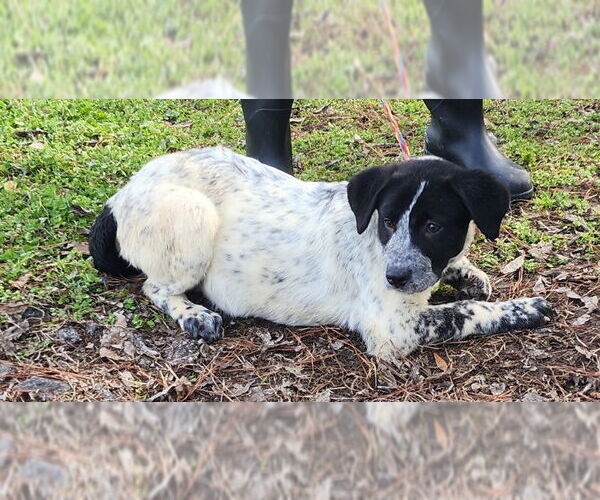 Medium Photo #3 Labrenees Puppy For Sale in Wetumpka, AL, USA