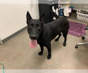 German Shepherd Dog Dogs for adoption in Berkeley , CA, USA