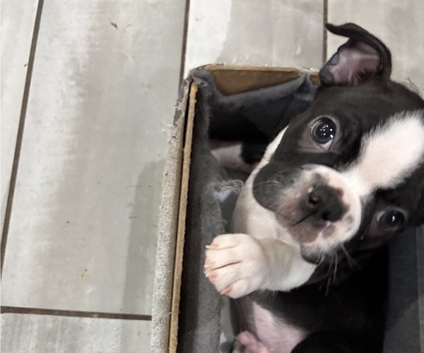 Medium Photo #6 Boston Terrier Puppy For Sale in CRYSTAL, MN, USA