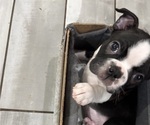 StormFly - Female Boston Terrier Puppy for Sale - Photo #6