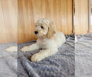 Cock-A-Poo Puppy for sale in WITHEE, WI, USA