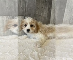 Small #1 Cavapoo