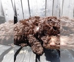 Small Photo #1 Poodle (Toy) Puppy For Sale in SAVANNAH, GA, USA