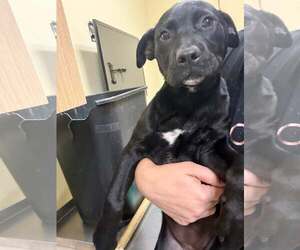 Mutt Dogs for adoption in Pompano Beach , FL, USA