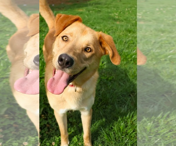 Medium Photo #2 Golden Retriever-Unknown Mix Puppy For Sale in Rustburg, VA, USA