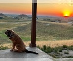 Small Photo #12 Spanish Mastiff Puppy For Sale in GILLETTE, WY, USA