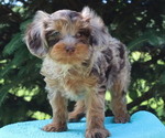 Small #2 Cavapoo
