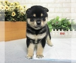 Small Photo #1 Shiba Inu Puppy For Sale in EMPIRE STATE, NY, USA