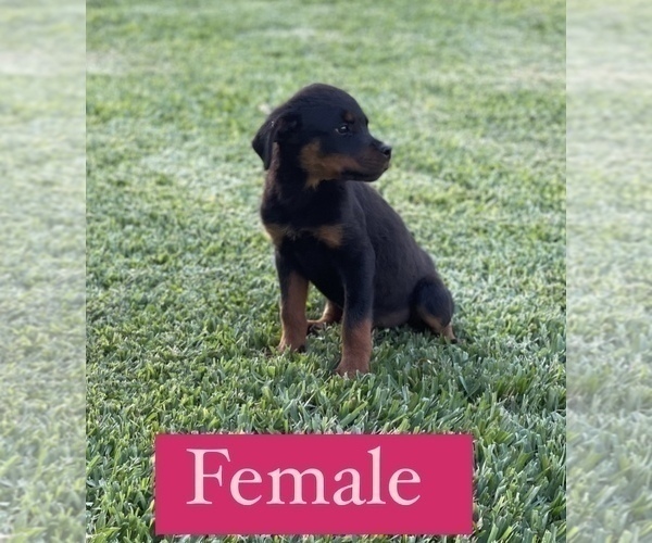 Medium Photo #3 Rottweiler Puppy For Sale in ELDERWOOD, CA, USA