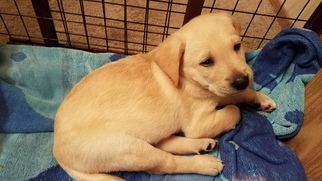 Golden Labrador Puppy for sale in RENTON, WA, USA