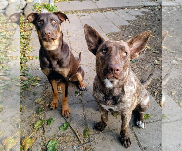 Medium Photo #5 Doberman Pinscher-Unknown Mix Puppy For Sale in Cottage Grove, MN, USA