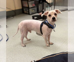 Maltese-Unknown Mix Dogs for adoption in Boston, MA, USA