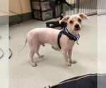 Small Maltese Mix