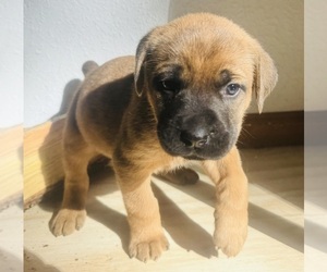 Anatolian Mastiff-Cane Corso Mix Puppy for sale in COLORADO SPRINGS, CO, USA