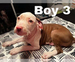 Small Photo #14 American Pit Bull Terrier Puppy For Sale in CHICAGO, IL, USA