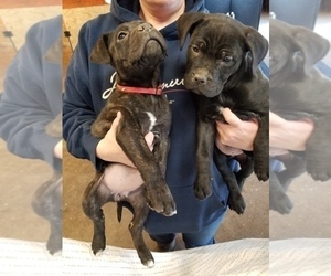 American Pit Bull Terrier-Brazilian Mastiff Mix Puppy for sale in JOPLIN, MO, USA