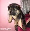 Small Photo #1 German Shepherd Dog Puppy For Sale in AZALEA, OR, USA