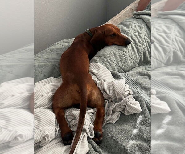 Medium Photo #2 Dachshund Puppy For Sale in Los Angeles, CA, USA