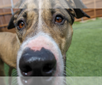 Small #2 American Pit Bull Terrier-Labrador Retriever Mix