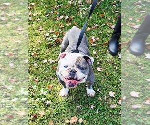 Bulldog Dogs for adoption in Perth Amboy, NJ, USA