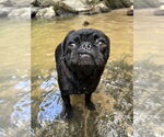 Small #6 Pug