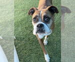 Small #3 Boxer
