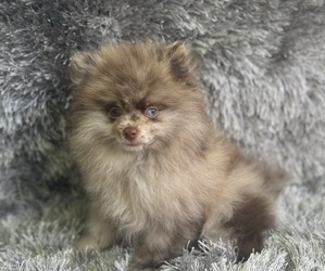 Pomeranian Litter for sale in PENSACOLA, FL, USA