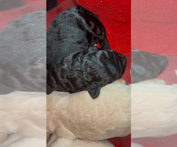 Medium Photo #2 Maltipoo (Toy) Puppy For Sale in BURLINGAME, CA, USA