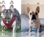 Small Photo #1 French Bulldog Puppy For Sale in CLAYTON, CA, USA