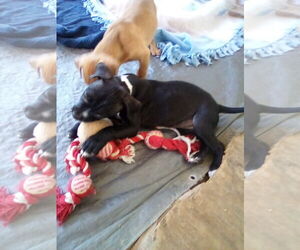Gamora-in a foster home - Female Boxer-Unknown Mix Dog for Adoption - Photo #11