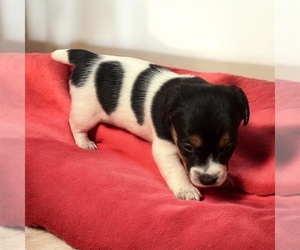 Jack Russell Terrier Puppy for sale in NASHVILLE, NC, USA